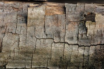 The cracked bark of a very dried alder branch; focus stacked image captured in a farm in the eastern Andean mountains of central Colombia, near the Iguaque natural reserve.