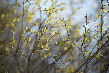 Springtime Freshness - Budding Tree Branches in Sunlight