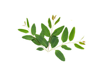 Eucalyptus leaves on white background.
