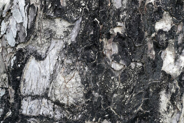 Close up of tree bark