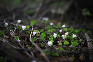 Delicate White Flowers in Forest Underbrush with Heart-Shaped Leaves