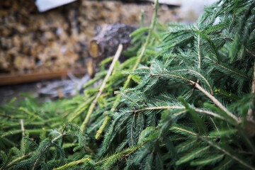 Naklejka premium Close-up of Freshly Cut Pine Tree Branches with Background of Stacked Firewood