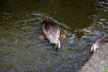 Eastern Spot-billed Duck in Komatsugawa Sakaigawa Water Park in Tokyo, Japan