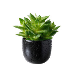 Succulent plant in a black pot with water droplets, isolated on a white background. Perfect for home decor and gardening enthusiasts.