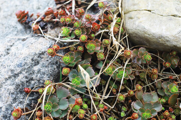 Succulent Plants Growing Among Rocks and Dry Grass in Natural Habitat