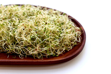 Fresh green sprouted alfalfa seeds