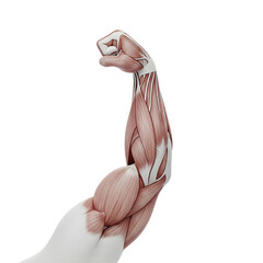 3D render of human muscular arm showing biceps and triceps with clean smooth textures, anatomical detail, white background, high resolution