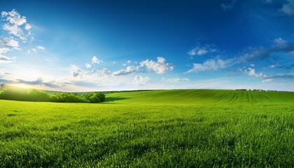 Obraz premium green meadow blue sky