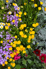 A variety of colorful flowers in full bloom at a park in Japan