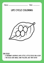 Ladybug Life Cycle Activities for Preschool and Kindergarten-Life Cycle Coloring Pages