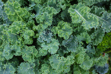 Green leaves of kale plants in a garden