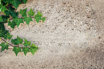 Ivy leaves contrasting with textured concrete background under natural light conditions