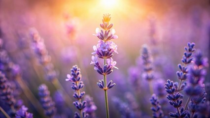 Golden Hour Lavender Field A Serene Close-Up of Blooming Purple Flowers Basking in Warm Sunlight