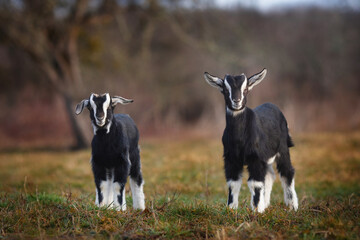 Baby goats