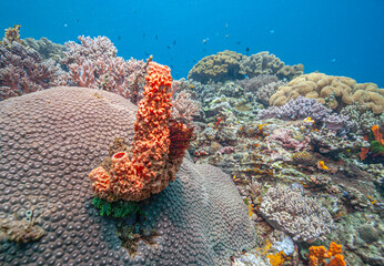 Coral reef South Pacific, North Sulawesi