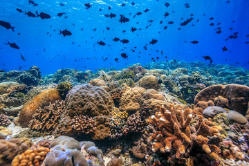 Coral reef South Pacific, North Sulawesi