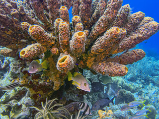 Caribbean coral garden, Bonaire underwater