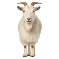 Fototapeta premium Adorable White Goat with Fluffy Coat and Gentle Expression Standing Proudly, isolated on transparent background.