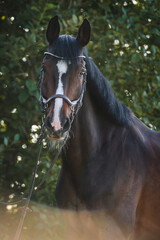 Bayrisches Warmblut