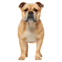 Obraz premium Loyal and Playful Dog Stands, isolated on transparent background.