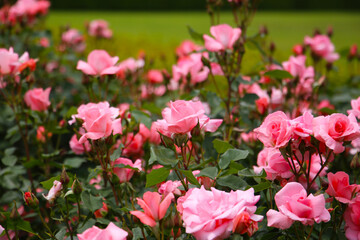Beautiful pink roses in full bloom at the Japanese Rose Garden.