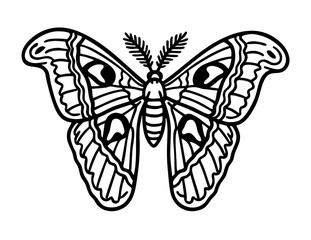 Atlas Moth - Order Lepidoptera