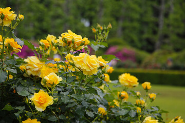 Obraz premium Beautiful roses in full bloom at the Japanese Rose Garden.