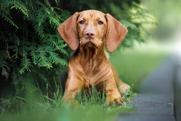 cute vizsla puppy lying on grass under a lush evergreen