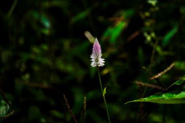 Obraz premium A single pink and white wildflower standing tall against a deep green blurred forest background. A moody, minimalist macro image ideal for botanical or nature-focused visuals.