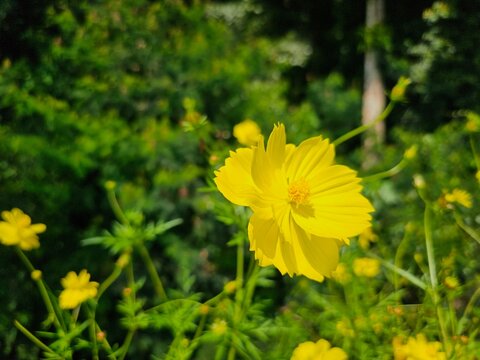 Wild yellow flowers are blooming with green leaves as background. - Powered by Adobe