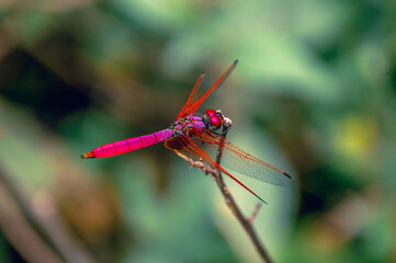 A vivid close-up of a pink dragonfly with red wings perched on a dry twig, isolated against a soft green background. Ideal for macro nature content and insect photography.