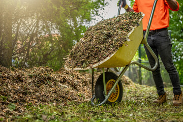 Man with yellow wheelbarrow in the garden. Garden wheelbarrow full of mulch. Summer garden in...