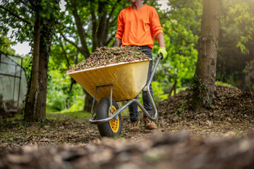 Man with yellow wheelbarrow in the garden. Garden wheelbarrow full of mulch. Summer garden in background.