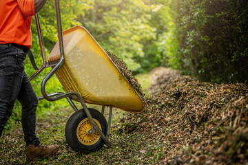 Man with yellow wheelbarrow in the garden. Garden wheelbarrow full of mulch. Summer garden in background.