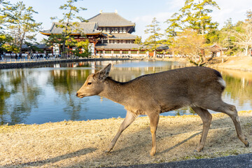 In the Japanese city of Nara, there is a huge park where you can see wild deer.