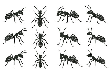 Ants in various poses showcasing intricate features in black and white illustration