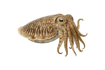 Cuttlefish isolated on white background. High-resolution image perfect for seafood menus, culinary content, marine biology references, educational materials, squid, octopus, clipping path, transparent