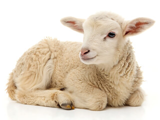 A small lamb with white wool lying down on a white background looking to the right of the frame