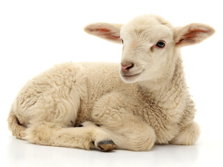 Fototapeta premium A small lamb with white wooly fur is lying down on a white background in a studio setting looking cute