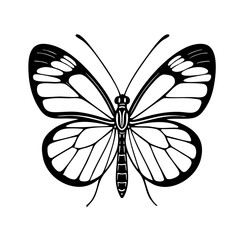 Glasswing Butterfly - Order Lepidoptera