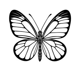 Glasswing Butterfly Art