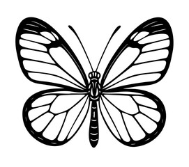 Glasswing Butterfly - Order Lepidoptera