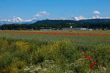 schweiz landschaft berner mittelland sommer