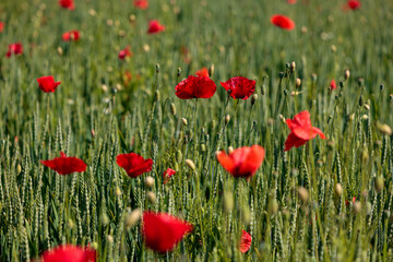 mohnblume getreide sommer