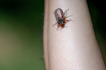 Selective focus of insect in its natural habitat on humen arm, The cockchafer or Maybug or doodlebug is the name given to any of the European beetles of the genus Melolontha in the family Scarabaeidae