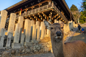 In the Japanese city of Nara, there is a huge park where you can see wild deer.