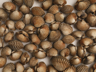 Clamshell or shellfish on white background