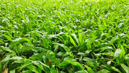 Green grass field and rock ground background illustration for decoration on garden.