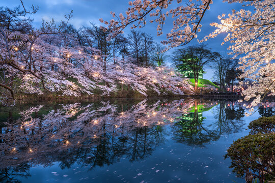 Takada Castle during cherry blossom season, Joetsu, Niigata Prefecture, Japan