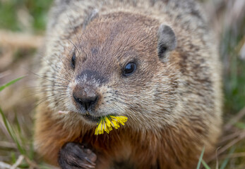 Groundhog